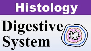 Chp15 Histology Inder Bir Singh  Digestive System  Esophagus  Stomach  Intestine [upl. by Niko]