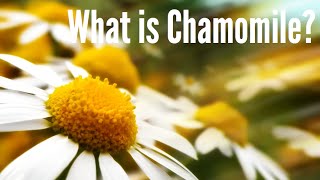 Benefits Of Chamomile Tea [upl. by Yort]