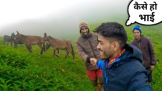 बुग्यालों में ऐसे होती है पालतू जानवरों की देखभाल  Bugyal Lifestyle Uttrakhand  Anoop Semwal [upl. by Morrison364]