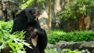 Bears in Nature How These Incredible Animals Thrive in the Wild [upl. by Atalie759]