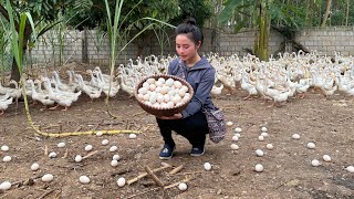 Harvesting duck eggs to sell at the market  Cooking [upl. by Ollopa555]