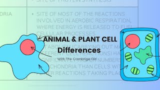 The Differences between Animal cell and Plant cell Stage 7 Lower secondary [upl. by Nedmac515]