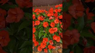 SUNPATIENS do MEU JARDIM [upl. by Aicirtam]