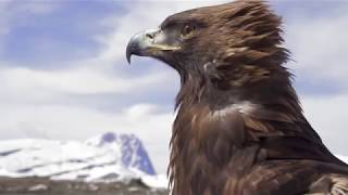 Promo Documentario Wildlife ITA  Aquila reale  Golden eagle Aquila chrysaetos [upl. by Stesha]