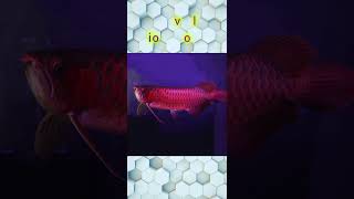 top 3 arowana fish in the world [upl. by Danete]