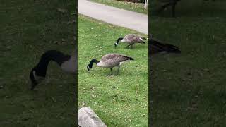 Quak quak animals duck wrinkletheduck cute whistlingduck duckquack walkingduck birds [upl. by Farrington]