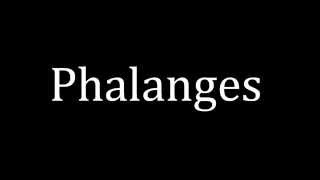 How to pronounce Phalanges [upl. by Namor]