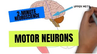 2Minute Neuroscience Motor Neurons [upl. by Anifled465]