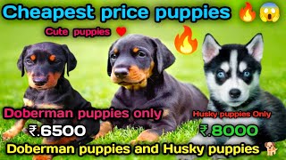 🔥 Cheapest Doberman amp Husky Puppies Available Now  Limited Time Offerquot [upl. by Tunk]