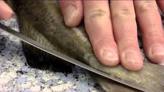 How to Fillet an Atlantic Cod  406 [upl. by Betsey]