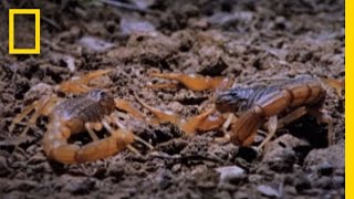 Cannibal Scorpions vs Shrew  National Geographic [upl. by Nylynnej462]