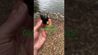 🤯GIANT SNAILS Invasive species uk in lake fishing carpfishing nashtackle parkerbaits amazing [upl. by Larkins]