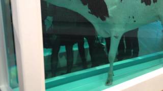 DAMIEN HIRST COW AT TATE MODERN LONDONMOV [upl. by Alaj]