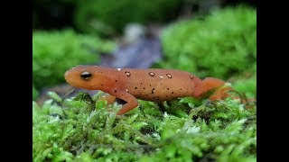 Tips for Breeding Newts and Salamanders  And why its Important [upl. by Ridglee]