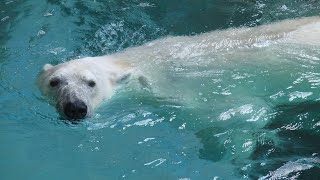 Incredible Facts About Polar Bears AI Generated [upl. by Otsirave]