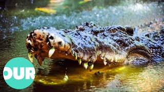 Up Close With Biggest Crocodiles Around The World  Our World [upl. by Zima]