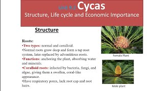 Unit 92 Cycas cycads Structure Life cycle and Economic importancemavi second papervideo [upl. by Rudin]