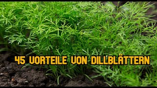 45 Vorteile von Dillblättern [upl. by Etsirhc]