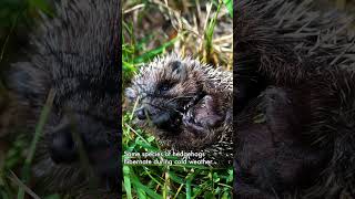 Discover the Fascinating Lives of Adorable Hedgehogs Part 2 [upl. by Sarene]