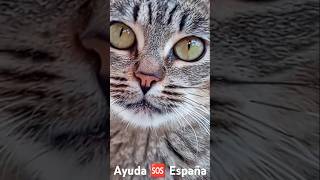 Para caminar🐈 horizonte gatitoslindos youtubeshorts [upl. by Norabel]