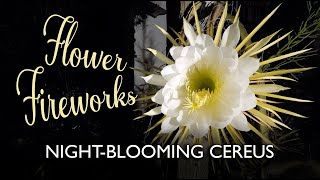 FLOWER FIREWORKS NightBlooming Cereus [upl. by Zipporah]