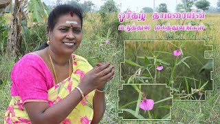 ஓரிதழ் தாமரையின் மருத்துவ மகத்துவங்கள்  orithal thamarai benefits in tamil [upl. by Eibloc657]