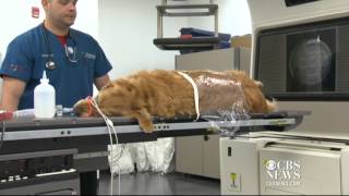 Curing cancer in pets [upl. by Reld723]