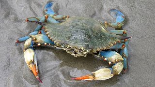 Facts The Blue Crab [upl. by Airtina983]