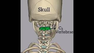 Vertebrae in our skeleton system shorts youtubeshorts skeletalsystem [upl. by Onailil]