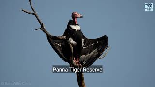 Asian King Vulture or Red Headed Vulture  Critically Endangered  Panna Tiger Reserve [upl. by Thomasin]