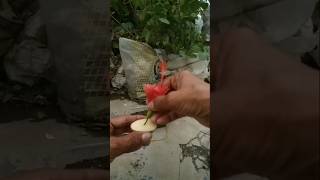 Trying to propagate hibiscus flowers with potato 🥔 viralviralvideo shortvideo [upl. by Marisa3]