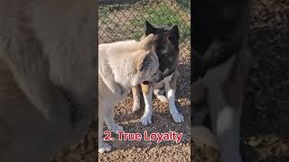 5 reasons you SHOULD get an Akita  americanakita akitas dogs guarddog protection [upl. by Grearson472]