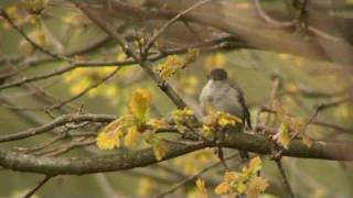 Blackcap Singing [upl. by Siulegroj135]