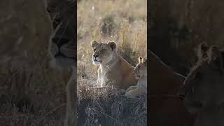 Serengeti National Park Tanzania The Great Migration africa [upl. by Ecilegna]