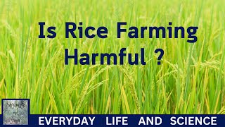 Environmental Science In Daily Life  Is Rice Farming Harmful [upl. by Euridice702]