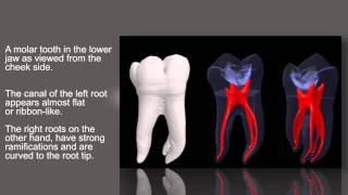 The anatomy of root canals [upl. by Ardaed]