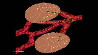 Types of Cell  Fundamentals of Biology [upl. by Nnailuj775]