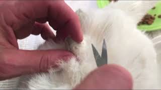 How To Remove Mats From Cat Fur [upl. by Nevs227]