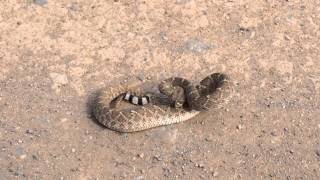 Rattlesnake hissing [upl. by Anim]