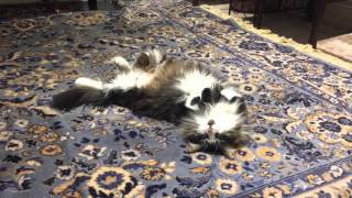 Darwin the Maine Coon is STARVING [upl. by Clevie]