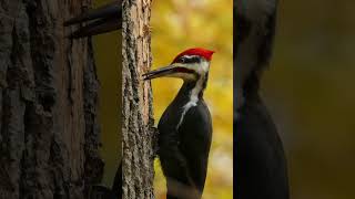 Ivorybilled woodpecker forestbirdssounds birds naturesounds wildliferelaxation [upl. by Anada]