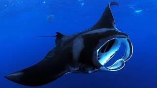 Discovery Education Kids  Manta Ray 2016 [upl. by Shull]