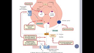 Vias colinergicas y Farmacos que modulan la actividad de la acetilcolina [upl. by Wavell]