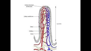 Lintestin grêle La villosités intestinale الخملة المعوية quotANIMATIONquot [upl. by Haag]