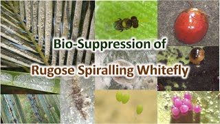 Rugose Spiralling White Fly [upl. by Marilee492]