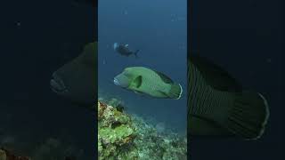 Humphead parrotfish at Sipadan scubadiving parrotfish sipadan [upl. by Naryk]