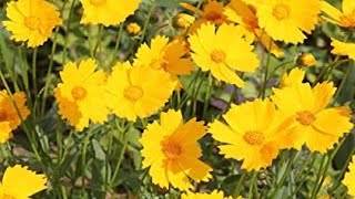 How to grow coreopsis flower plant [upl. by Otero238]