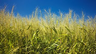 Bottlebrush Grass Loves Shade Loves Sun [upl. by Saw]