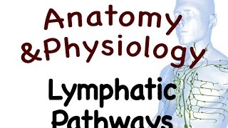 Lymphatic System  Lymphatic Pathways Of The Lymphatic System 1502 [upl. by Weil]