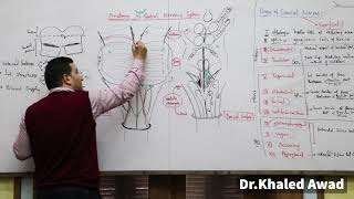 Anatomy of Brainstem Part 4  Interpeduncular fossa By Dr Khaled Awad [upl. by Cairns688]